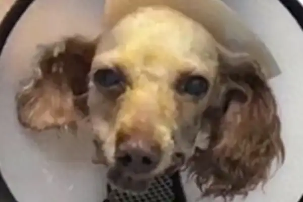 The 11-year-old girl stole the dog and broke her tongue. Master: The dog is still in danger. Period