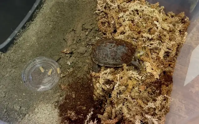 What about the tortoise corset? Tell me more about the causes and the solutions