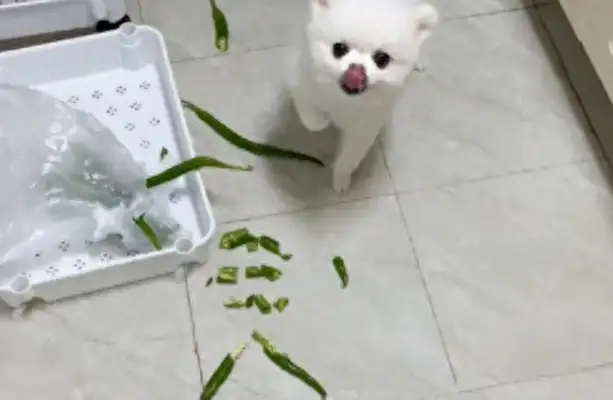 When the dog ate the chili, his tongue got cramps