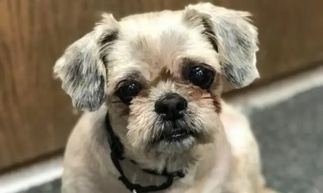 The owner moved to raise a dog. It looked like a blanket