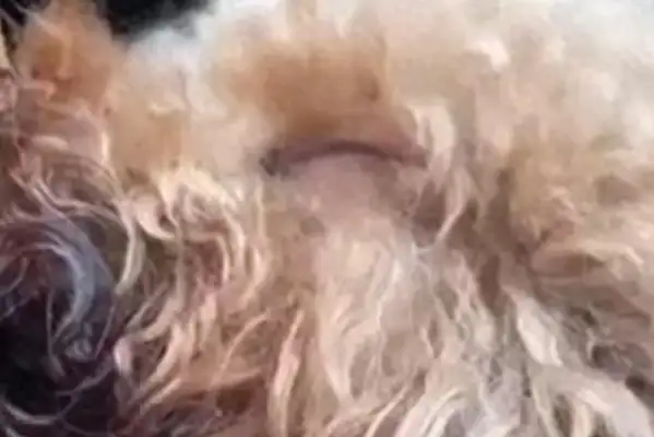 The 11-year-old girl stole the dog and broke her tongue. Master: The dog is still in danger. Period