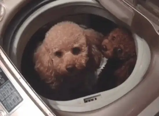 The dog stinks and doesn't like baths. The owner has to throw it into a full automatic washing machine. The dog's in a loop