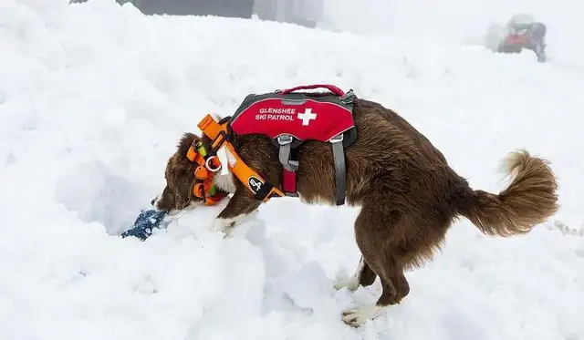 Avalanche search dog #038 more sensitive than the instrument; cat: Two feet, I'm coming for you