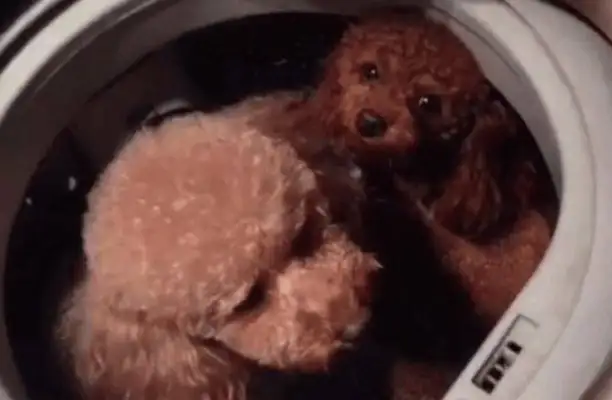The dog stinks and doesn't like baths. The owner has to throw it into a full automatic washing machine. The dog's in a loop