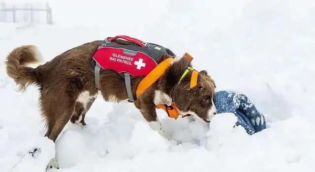 Avalanche search dog #038 more sensitive than the instrument; cat: Two feet, I'm coming for you
