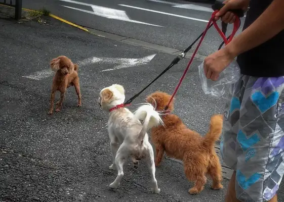 Why does a dog always like "Doggy Mankind"