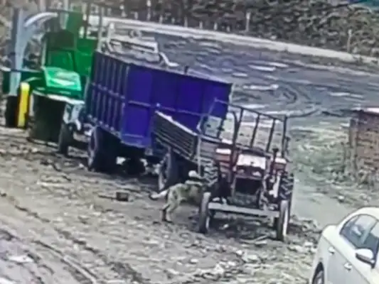 The dog bit the bottle wire, causing the tractor to hit the front car
