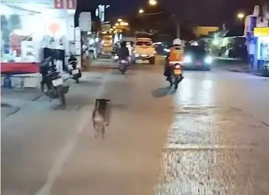 The dog ran after a car to bleed, and the passers-by ran after him and left his word behind