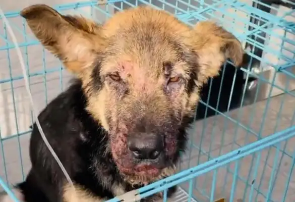 It's harder to live with a master than a stray dog
