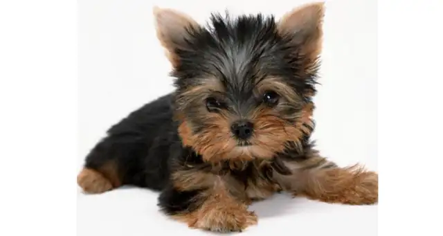 The pet hairdresser starts at $100