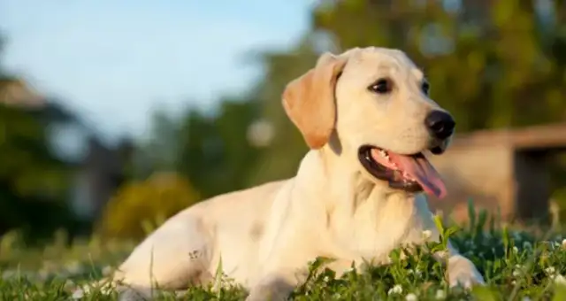 The pet hairdresser starts at $100