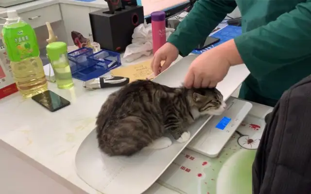 What about cat vaccine? A dozen a year? The usual problem with cat vaccination