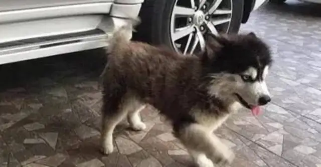 Dogs can't sneak home, just learn to blackmail