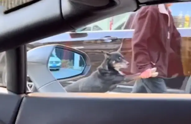 I saw the old man walking around with a dog, and then I saw something