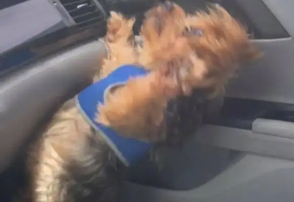 The dog was shocked when the Squawkman drove unsustainably: the dog could not have sat in the front seat