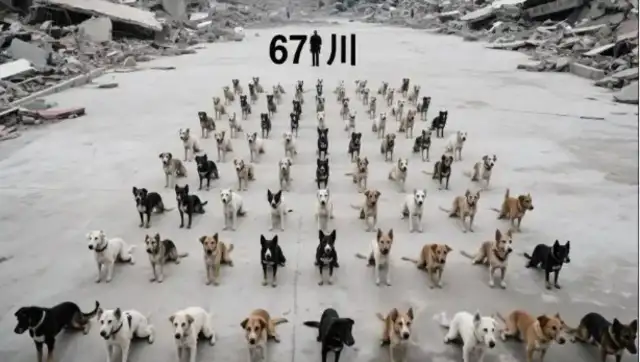 Tears! 17 years after the Wenchuan earthquake, all of the Wenchuan earthquake search and rescue dogs have died and their glory remains