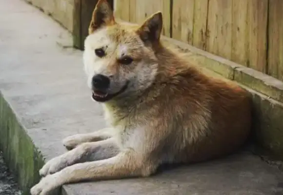 A rural mother wanted a dog. She bought her a two-ha. A few months later, two-ha turned into a dog