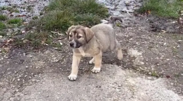 I ran into a stray dog and couldn't get away for ten kilometers