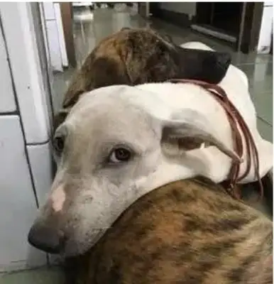 Two dogs heard that they were going to be sterilized, scared to hold each other together: Master, can we not cut the balls