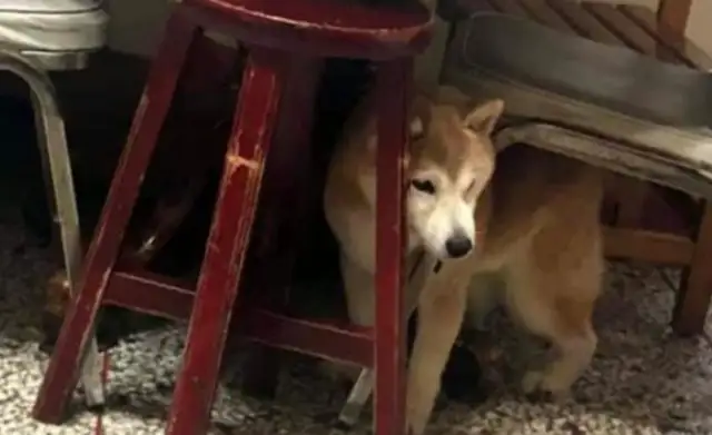 The dog who escaped from the breeding grounds, got geriatric dementia