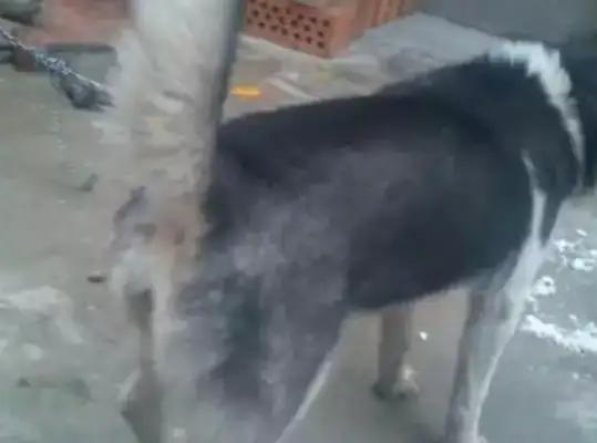 A rural mother wanted a dog. She bought her a two-ha. A few months later, two-ha turned into a dog