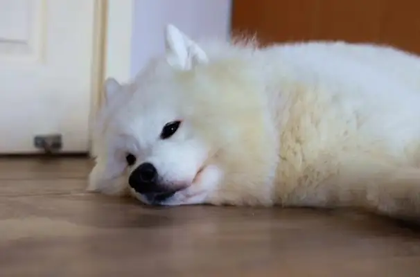 On a national holiday, special attention is paid to the eating of dogs and personal behavior