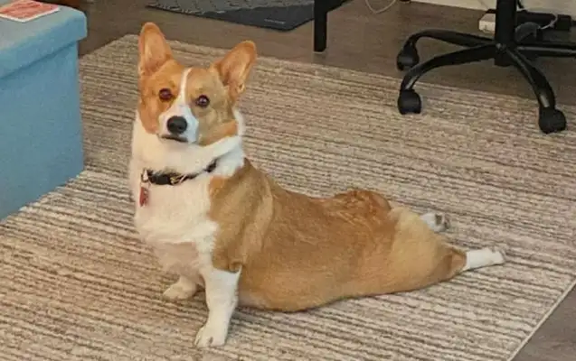 The dog's front paws are on the mat, the back paws are in a flat state and he's not laughing at yoga
