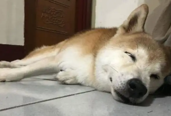 The dog who escaped from the breeding grounds, got geriatric dementia