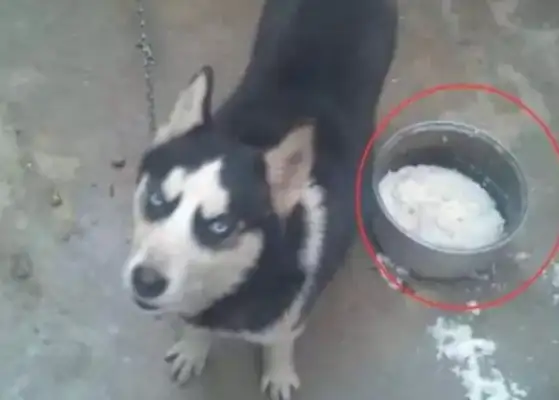 A rural mother wanted a dog. She bought her a two-ha. A few months later, two-ha turned into a dog