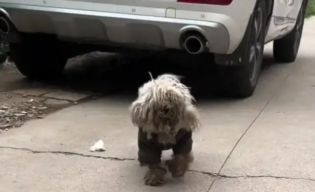 Five months missing the dog, and when he met again, he held on to the master