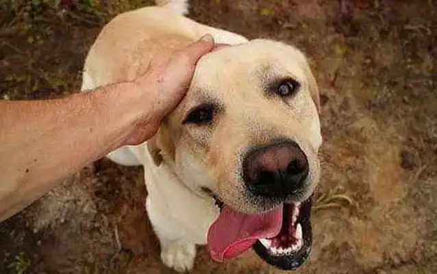 After the dog was stopped by the husband and forced to take him home, he really changed his mind