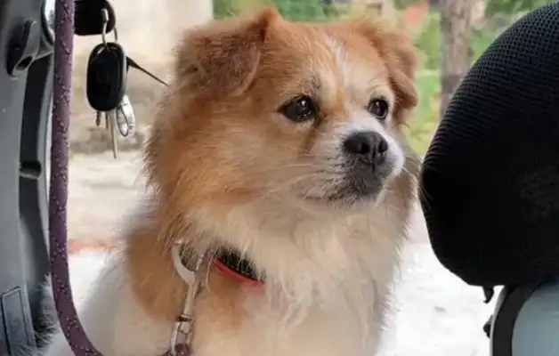 I ran into a dirty stray dog with a collar around his neck and found him blind