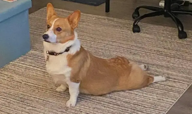 The dog's front paws are on the mat, the back paws are in a flat state and he's not laughing at yoga