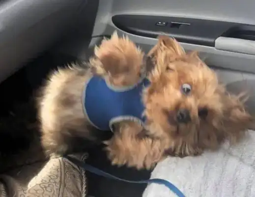 The dog was shocked when the Squawkman drove unsustainably: the dog could not have sat in the front seat
