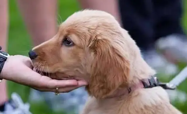 After the dog was stopped by the husband and forced to take him home, he really changed his mind
