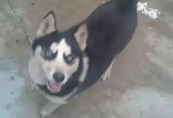 A rural mother wanted a dog. She bought her a two-ha. A few months later, two-ha turned into a dog