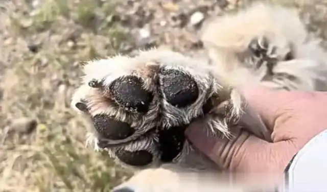 I found a stray dog on the road, all four of his legs were broken