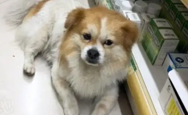 I ran into a dirty stray dog with a collar around his neck and found him blind