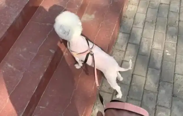 Five months missing the dog, and when he met again, he held on to the master