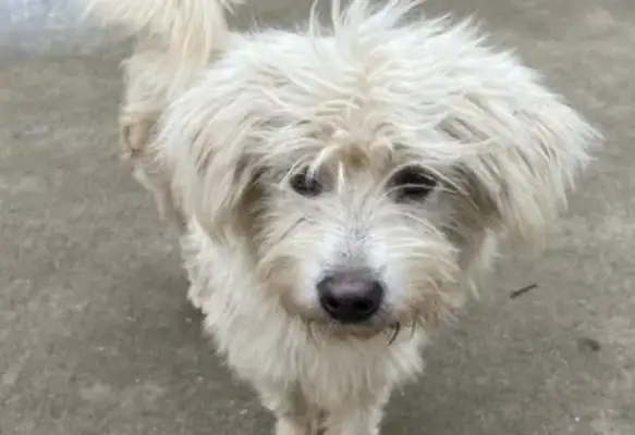 I ran into a dirty stray dog with a collar around his neck and found him blind