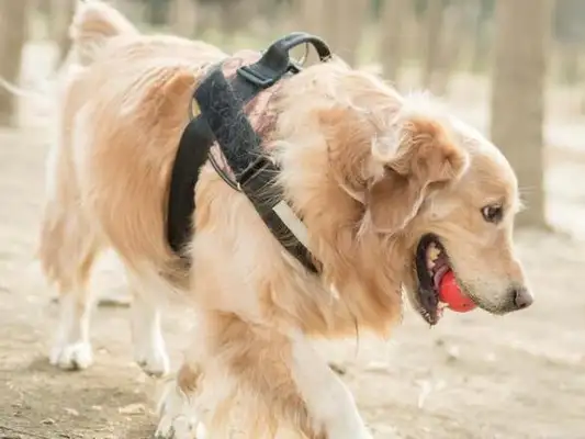 Do you want to hold a dog to hold a dog