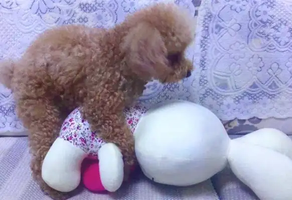 The dog rides all over after meeting? Don't think about it