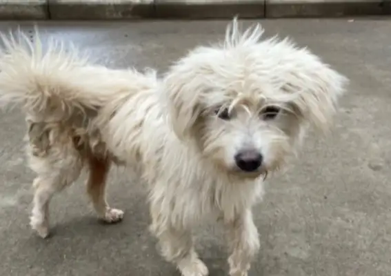 I ran into a dirty stray dog with a collar around his neck and found him blind