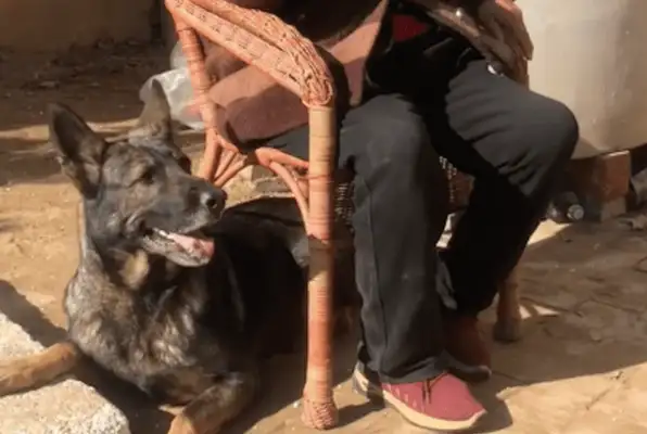The dog heard Grandma was going out, running to the car to open the door, jumping in the car and waiting