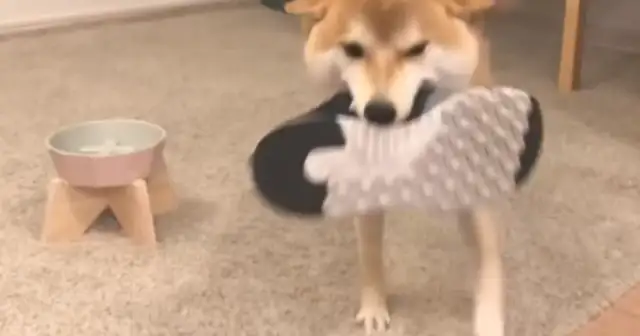 The master brought his boyfriend home, and his boots were hidden by a wooddog
