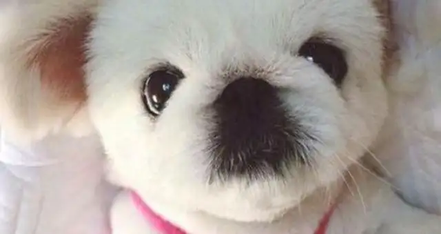 He's the oldest dog in China. He's a dog once raised by the emperor, and now he's gone abroad
