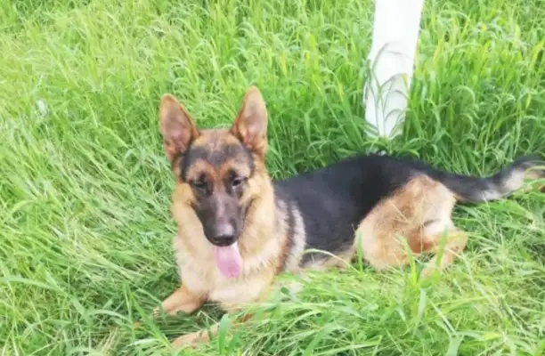 To make a better dream for the master, Nantung's dog, Jack