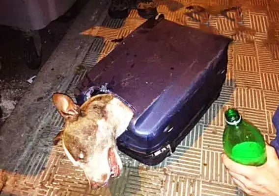 The dog was forced into a box, and when he broke his luggage, he looked in the eye