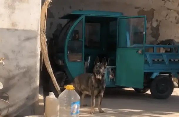 The dog heard Grandma was going out, running to the car to open the door, jumping in the car and waiting