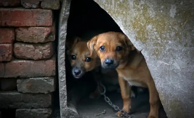Poor doggies are tied up on trees and they're lucky to be helped by the riders and free